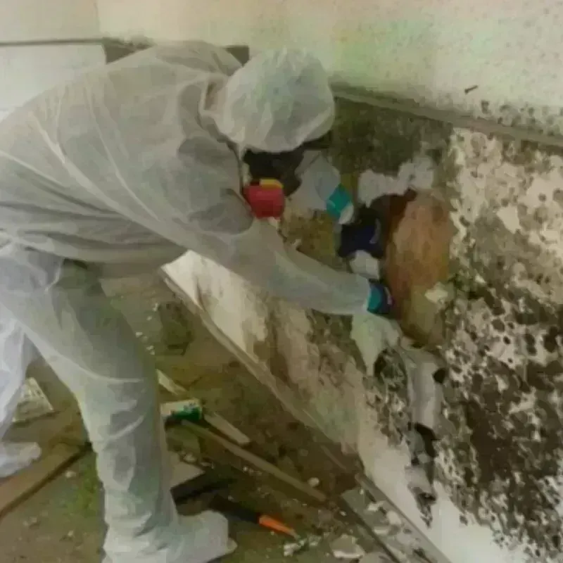 Mold Remediation and Removal in Camp Pendleton South, CA